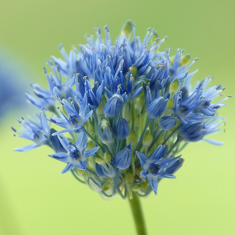 Allium Caeruleum