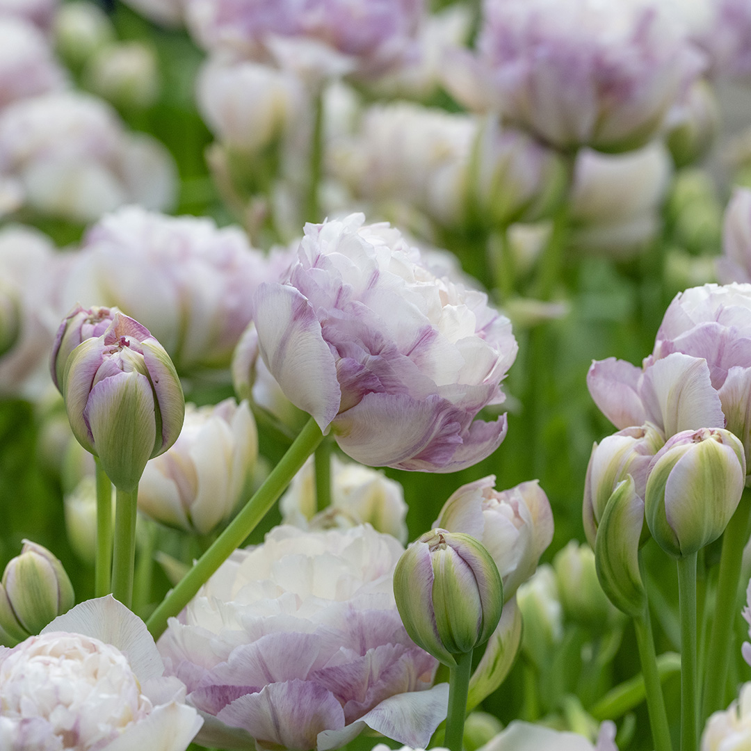 Tulp Double Surprise