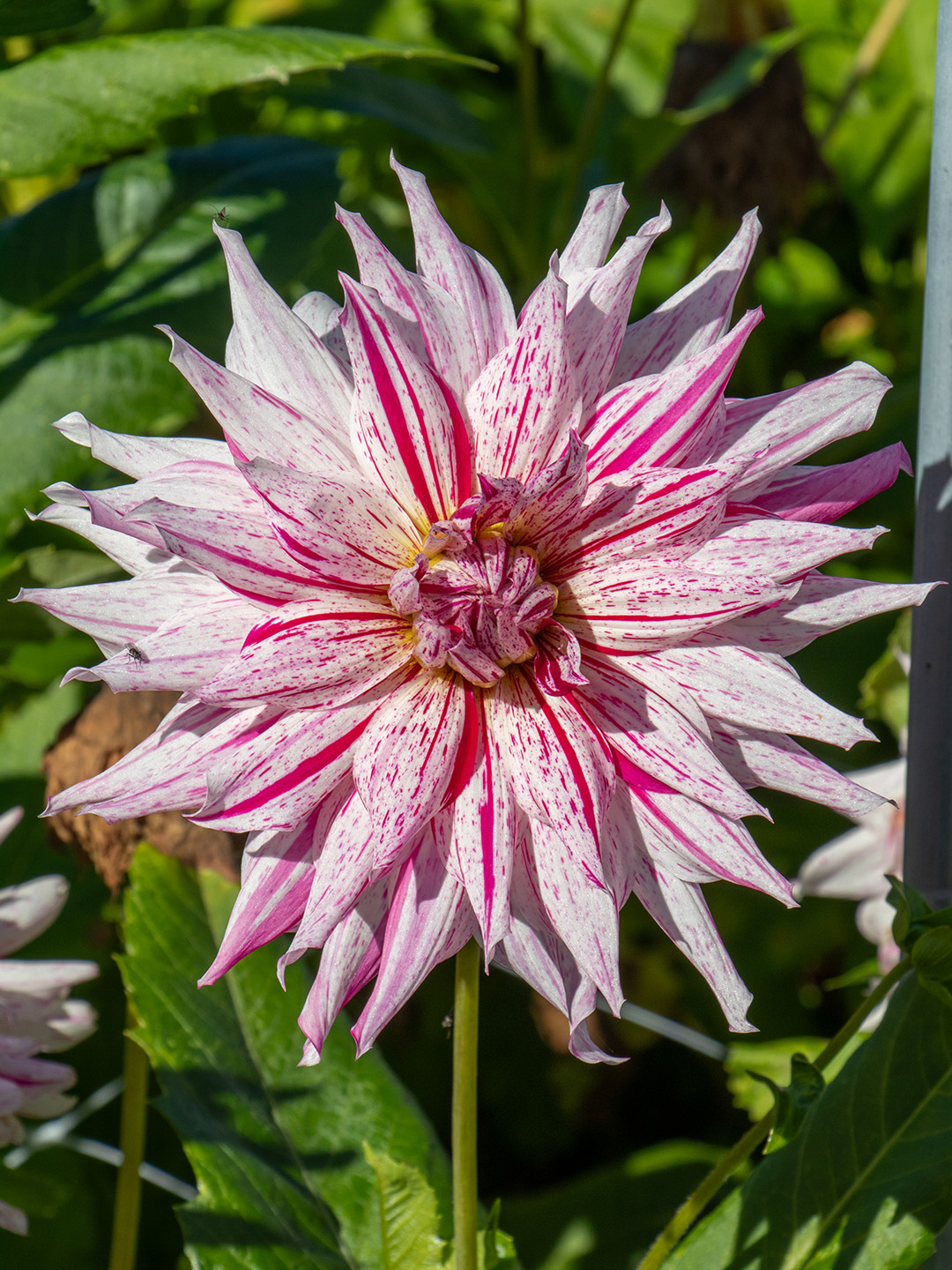 Dahlia Mick's Peppermint