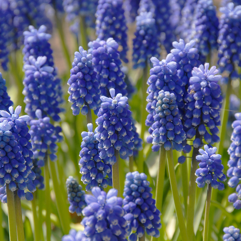 Muscari aucheri Dark Eyes