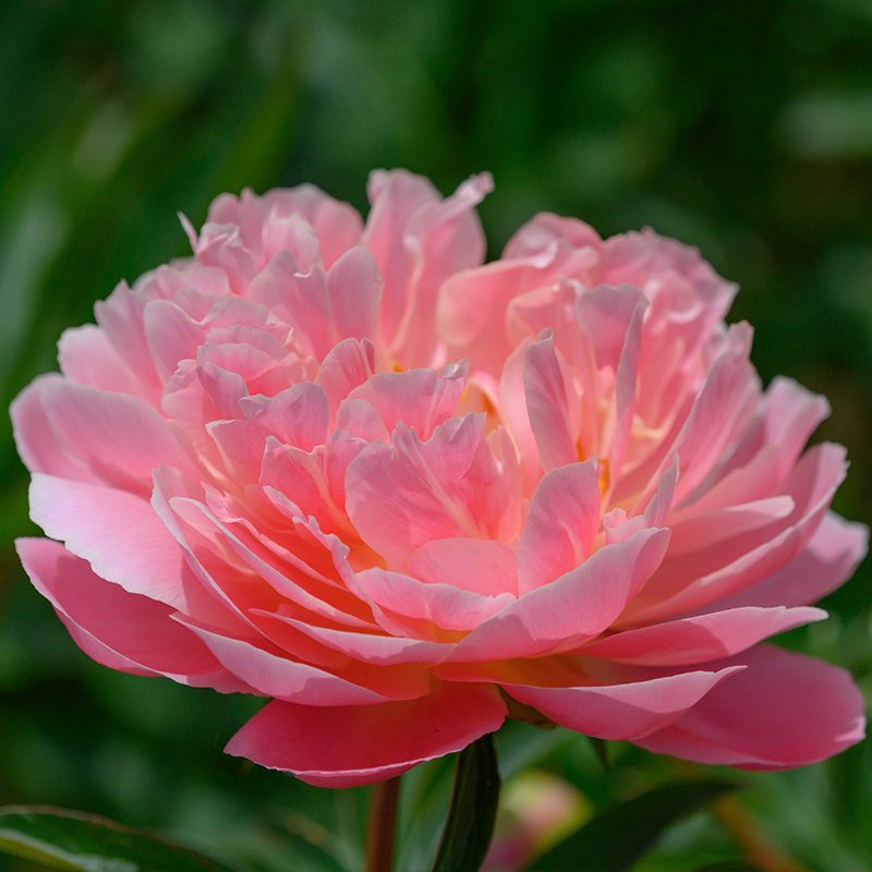 Pivoine 'Pink Hawaiian Coral'