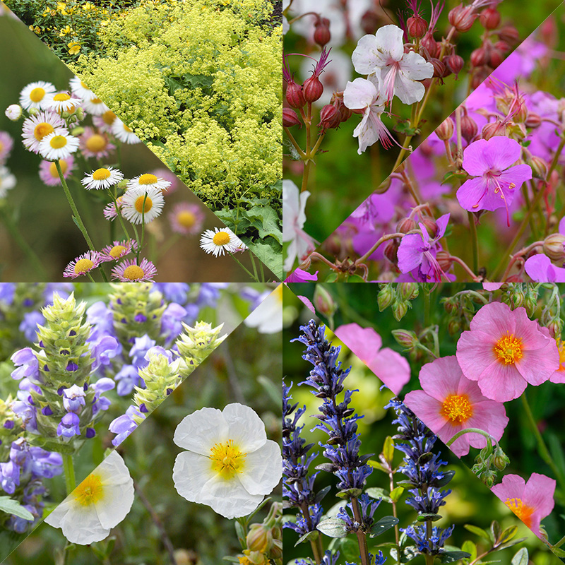 Collection de Plantes de Couvre-sol de 8