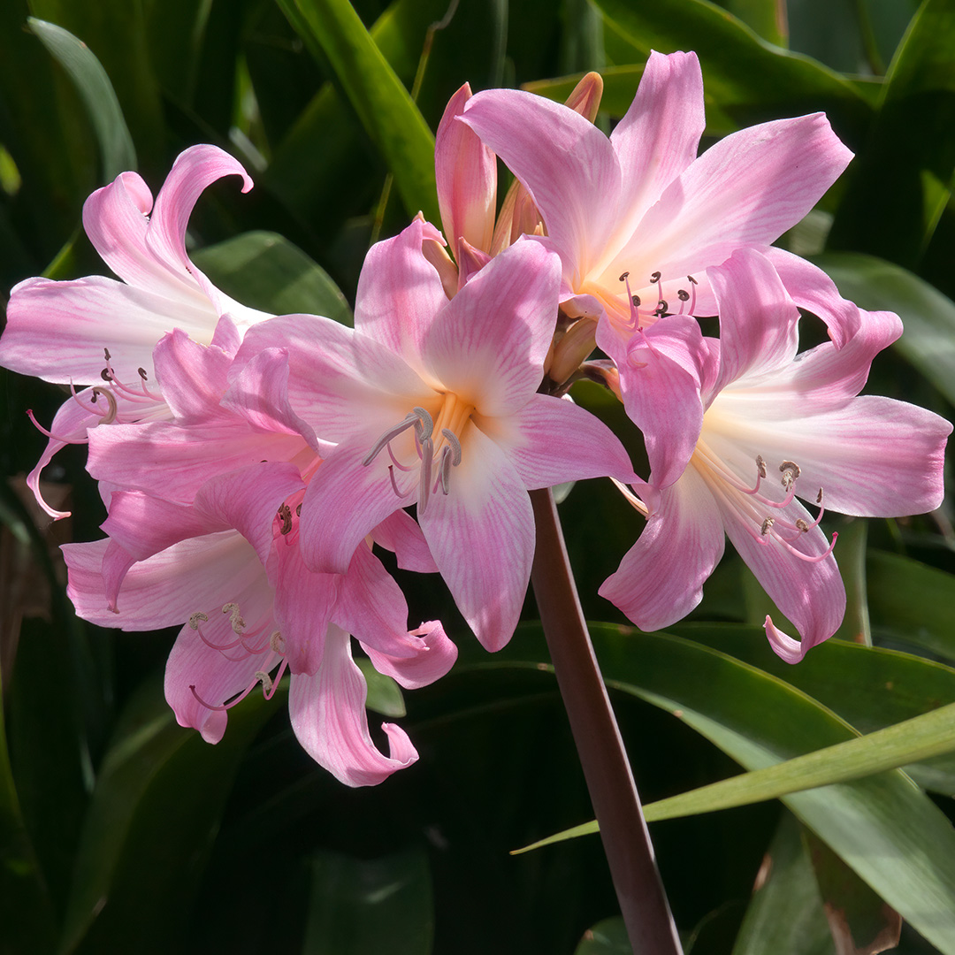 Amaryllis Belladonna