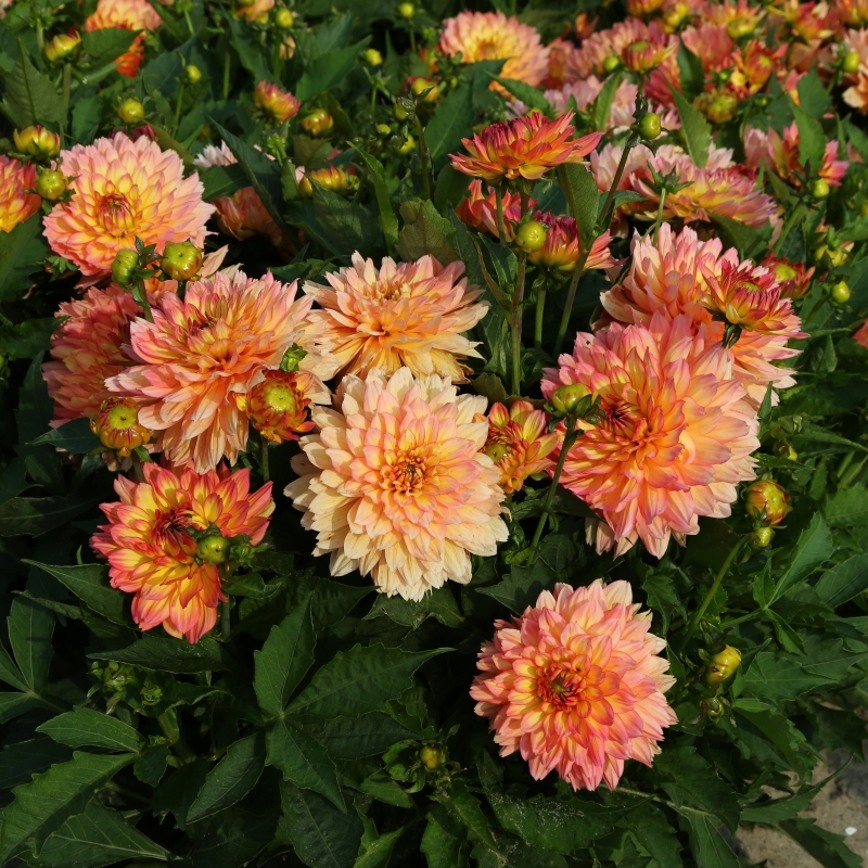 Dahlia Gallery Pablo®