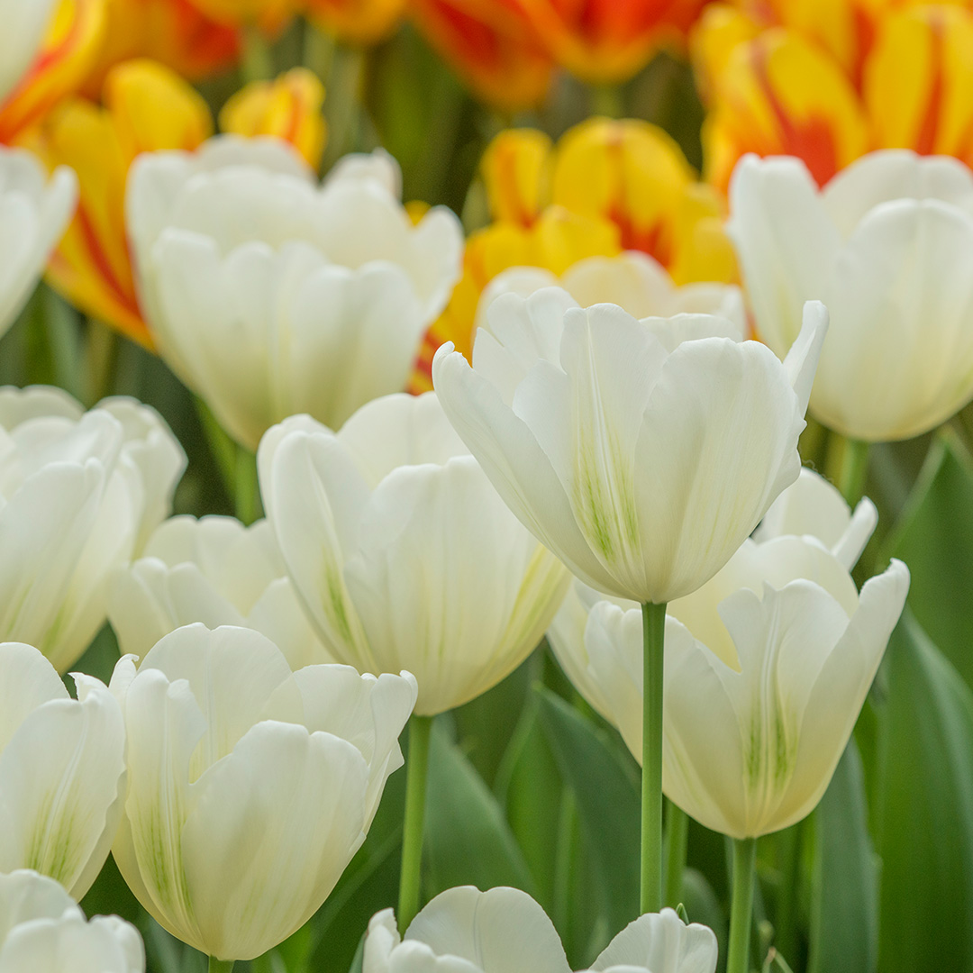 Tulp Green Spirit