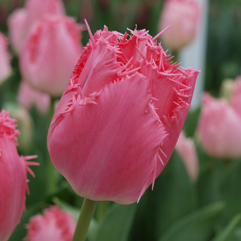 Tulipe Cacharel®