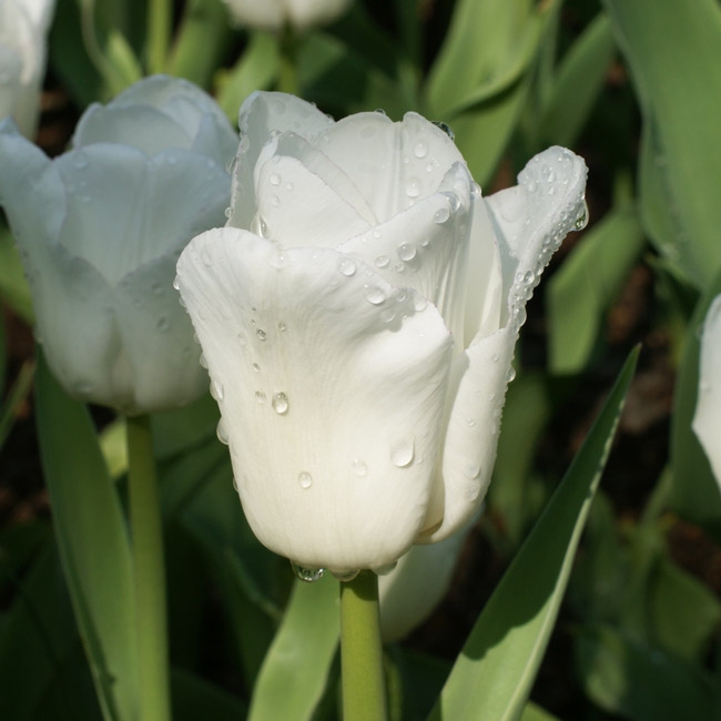 Tulipe Calgary