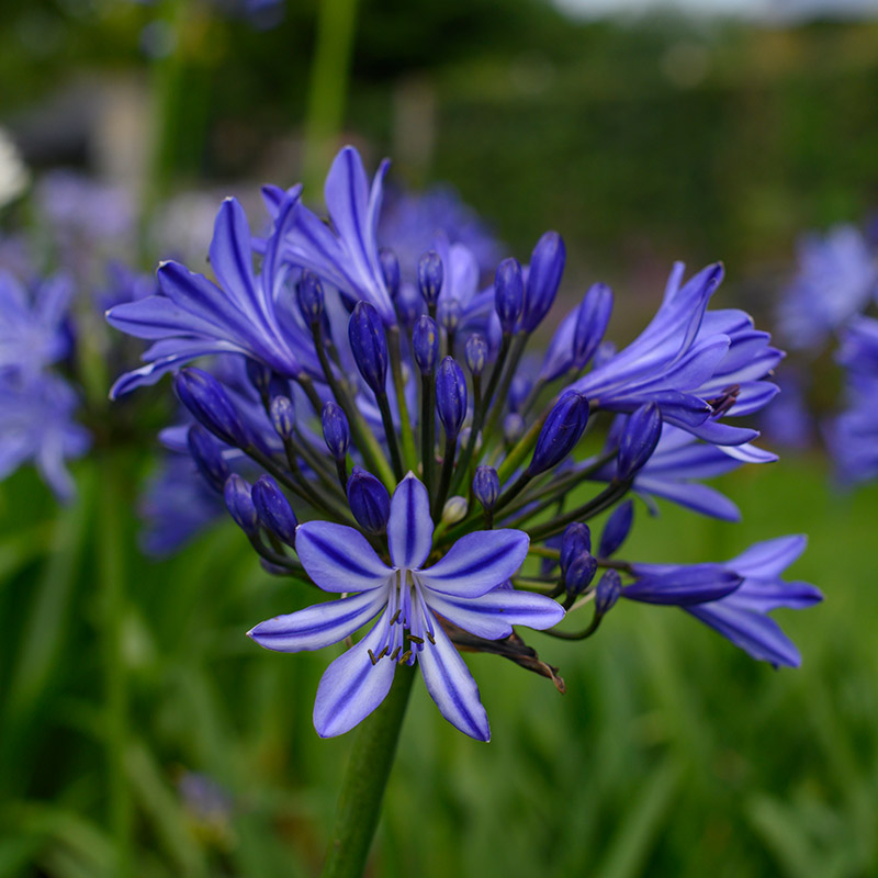 Agapanthe d'Afrique - Agapanthus africanus