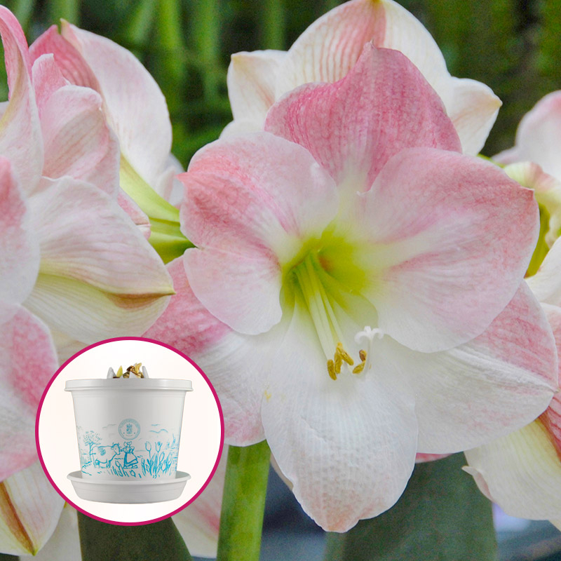Amaryllis Apple Blossom en pot et en boite cadeau