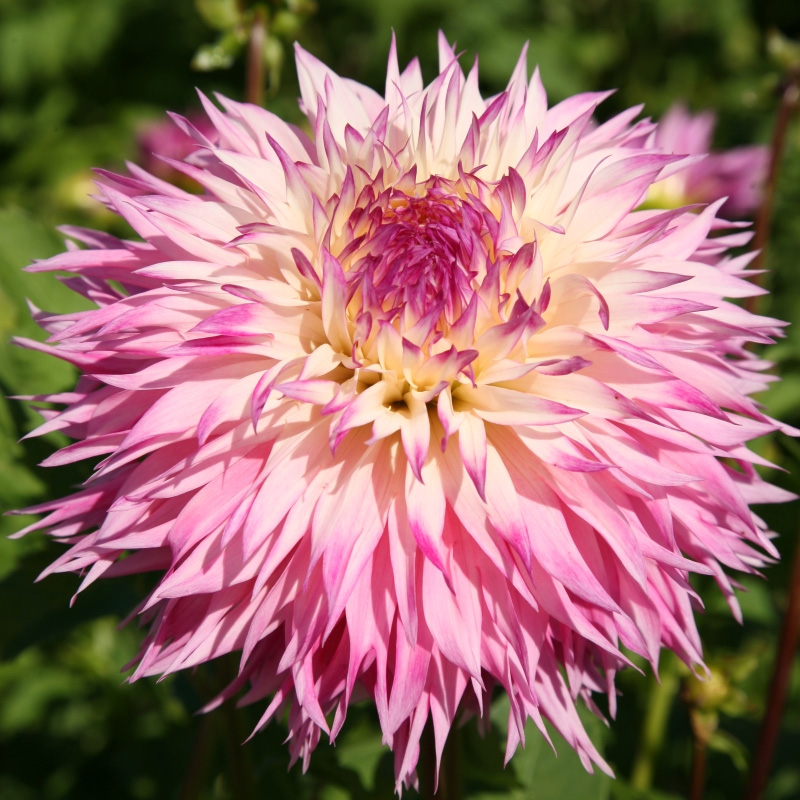 Dahlia Pinelands Princess