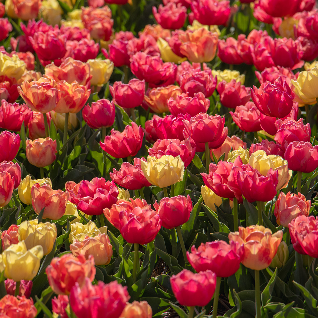 Tulpenmix "Symbiose"