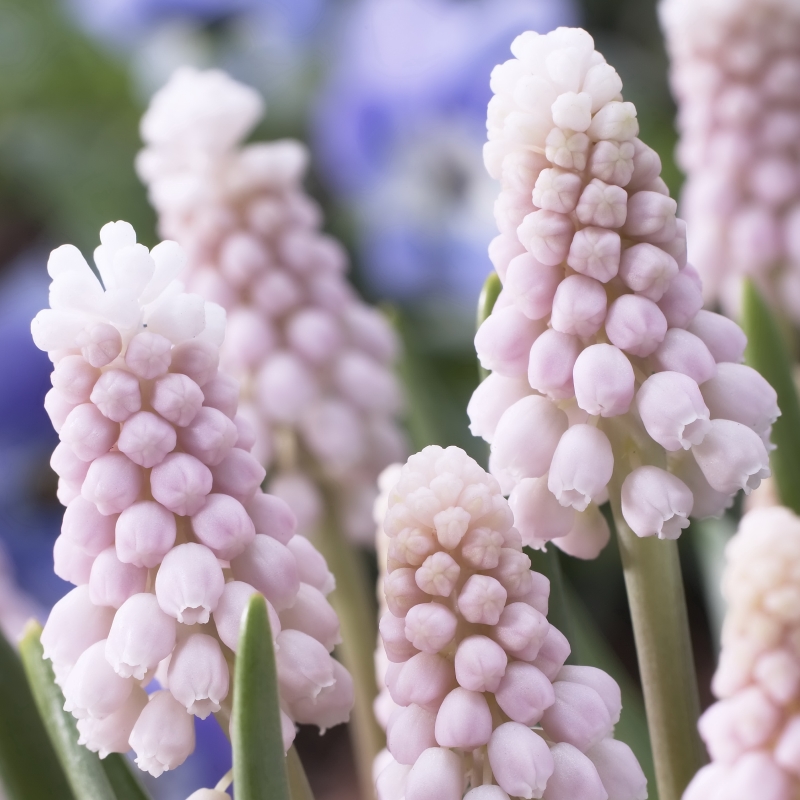 Muscari Pink Sunrise