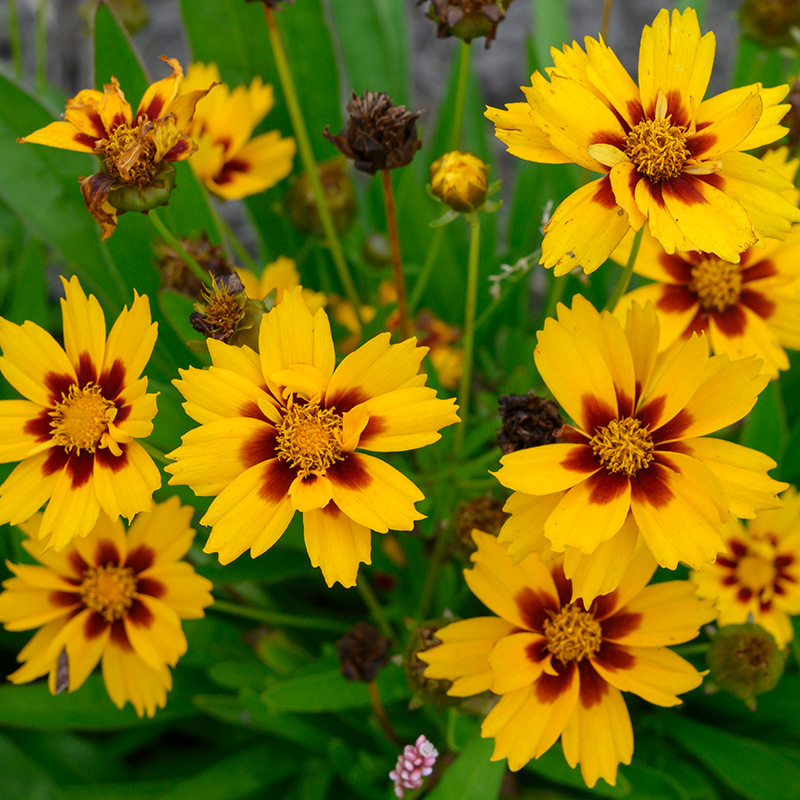 Coreopsis grand. 'Sonnenkind'