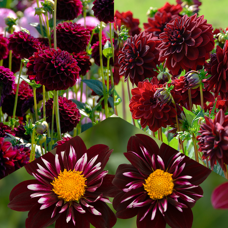 Dahlia mélange “Summer Nights“