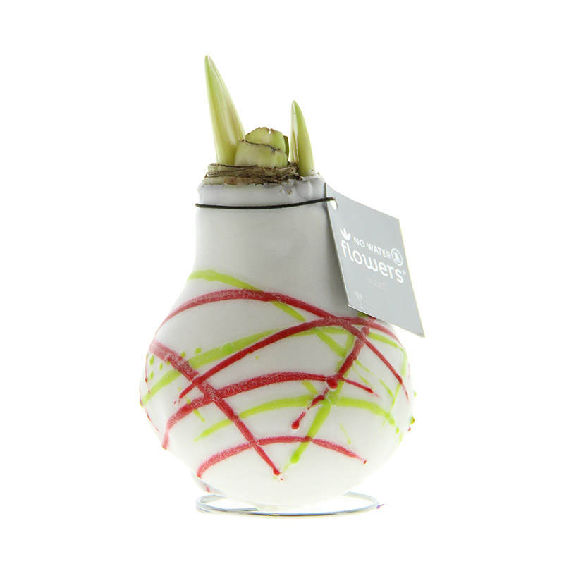 Wax Amaryllis Picasso Blanc