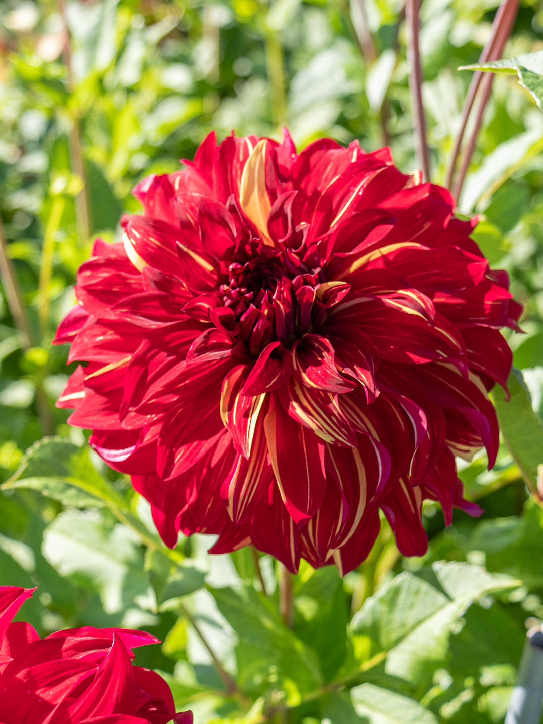 Dahlia Bohemian Spartacus