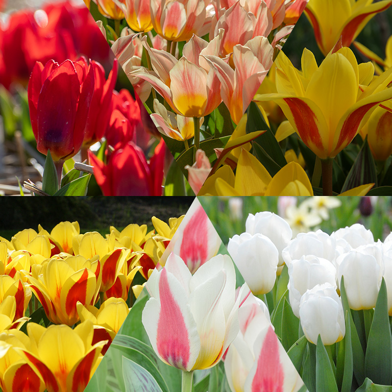 Tulipes collection "Fairytail"