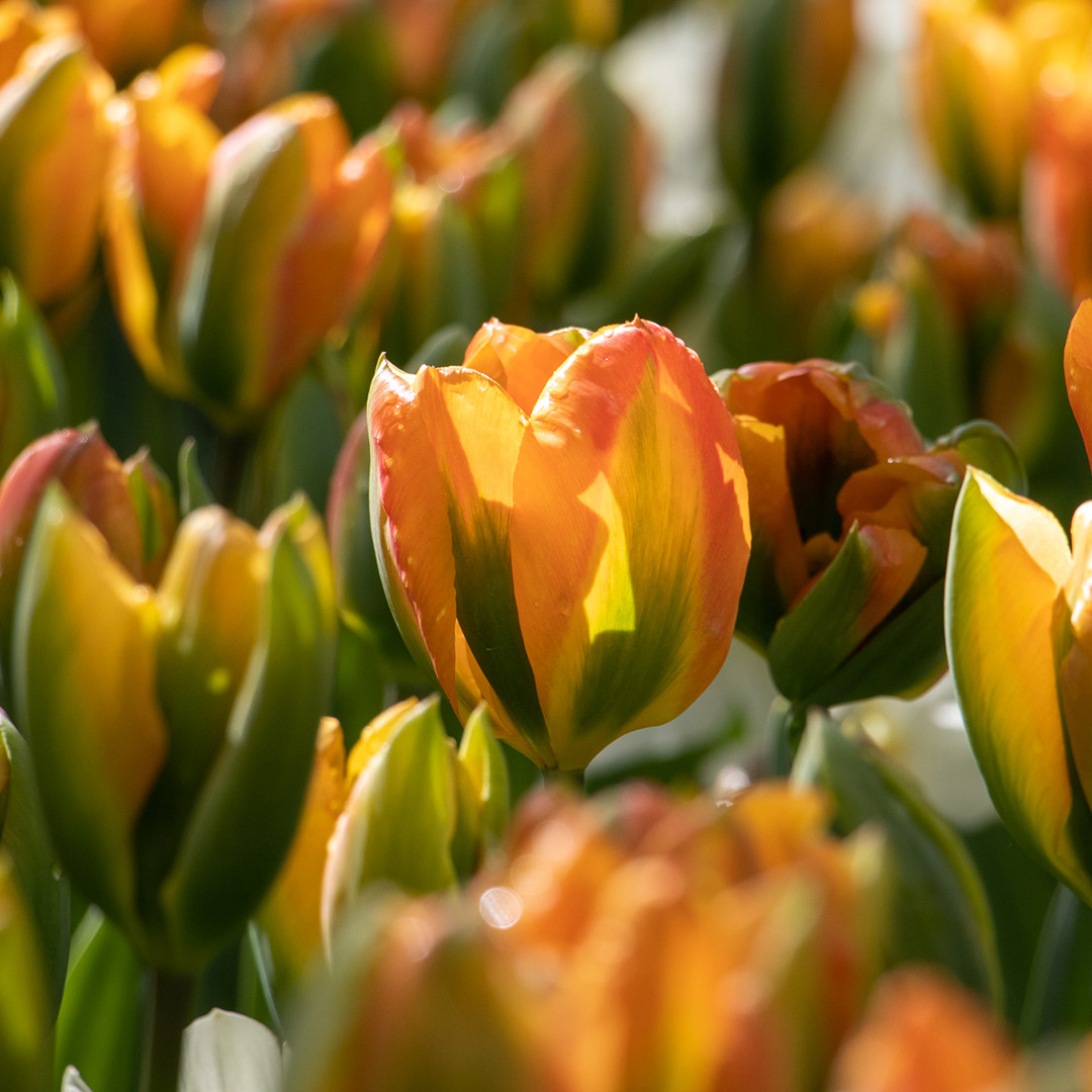 Tulip Orange Marmelade