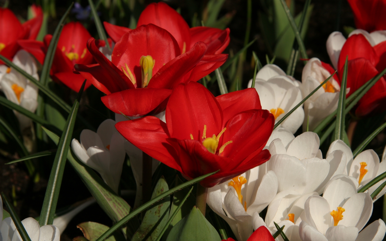 Tulipe Showwinner