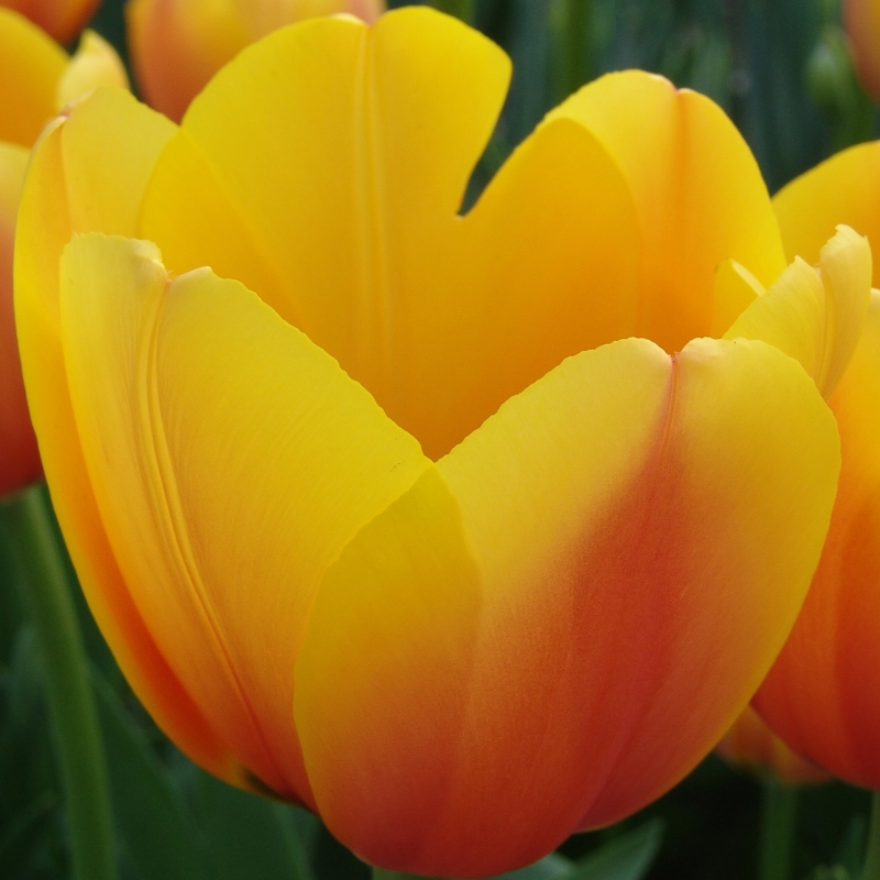 Tulipe World Peace