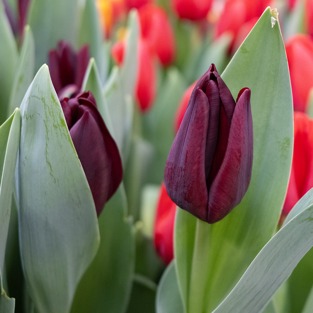 Tulp Toendra