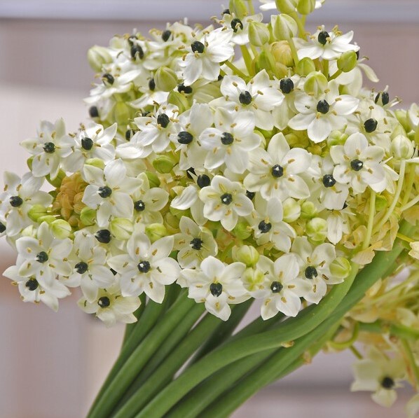 Vogelmelk - Ornithogalum saundersiae