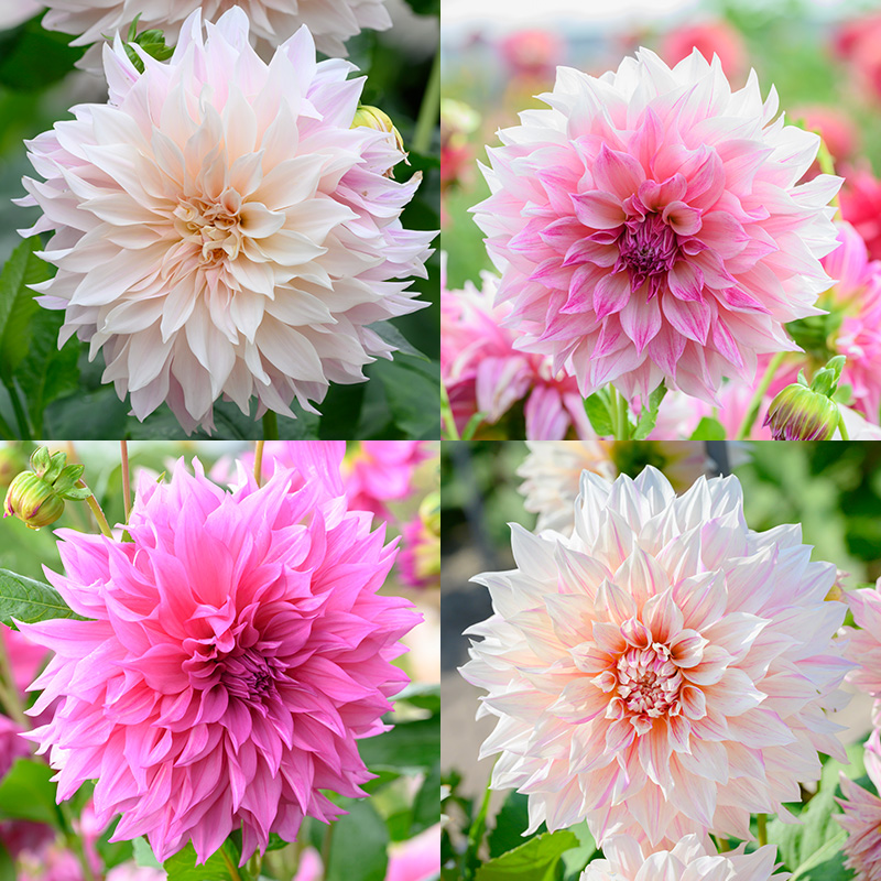 Dahlia géants mélange “Café au lait“