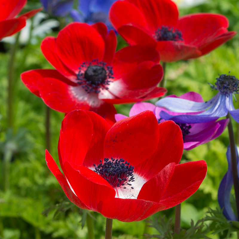 Anemone Hollandia