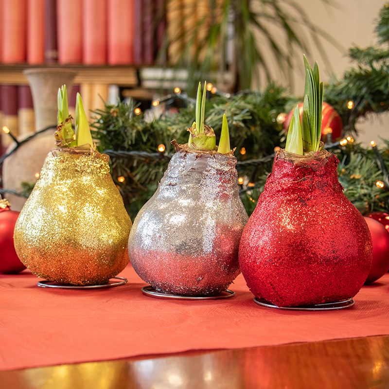 Wax Amaryllis Collection Glitterz