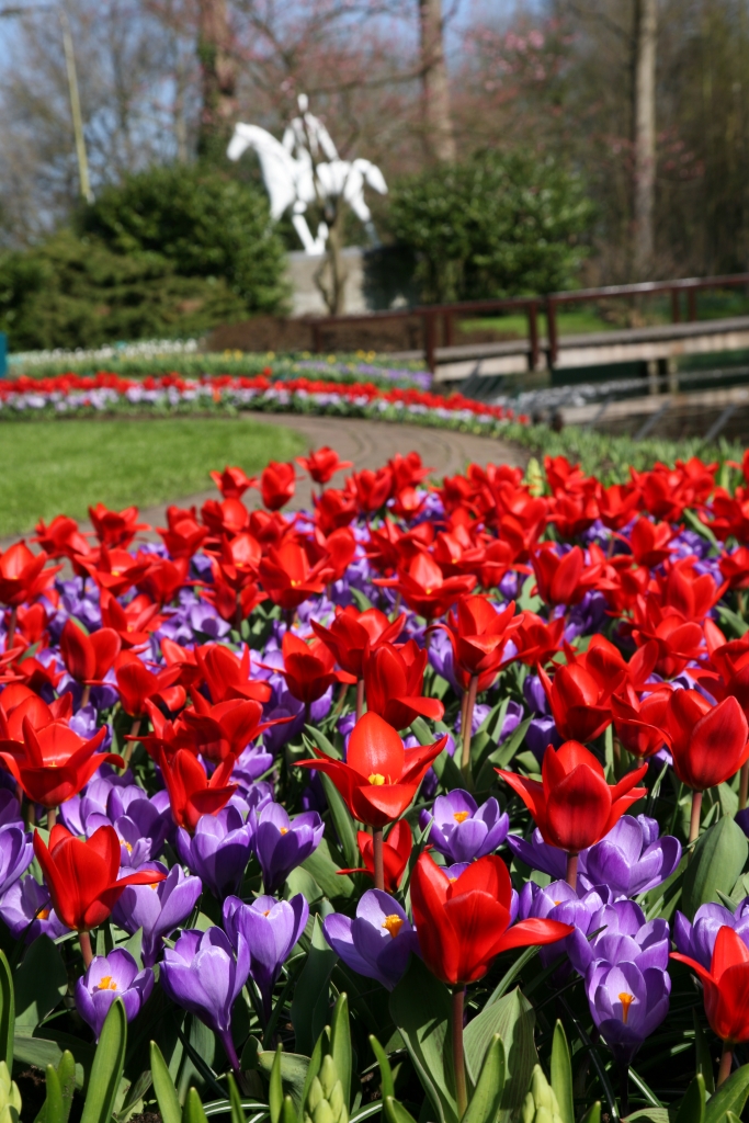 Tulipe Showwinner
