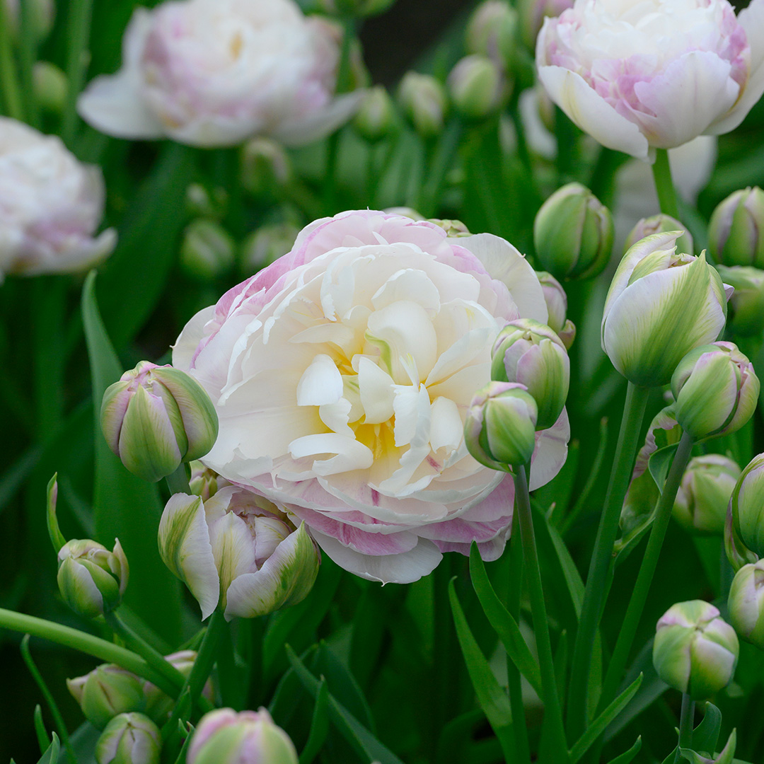 Tulp Double Surprise