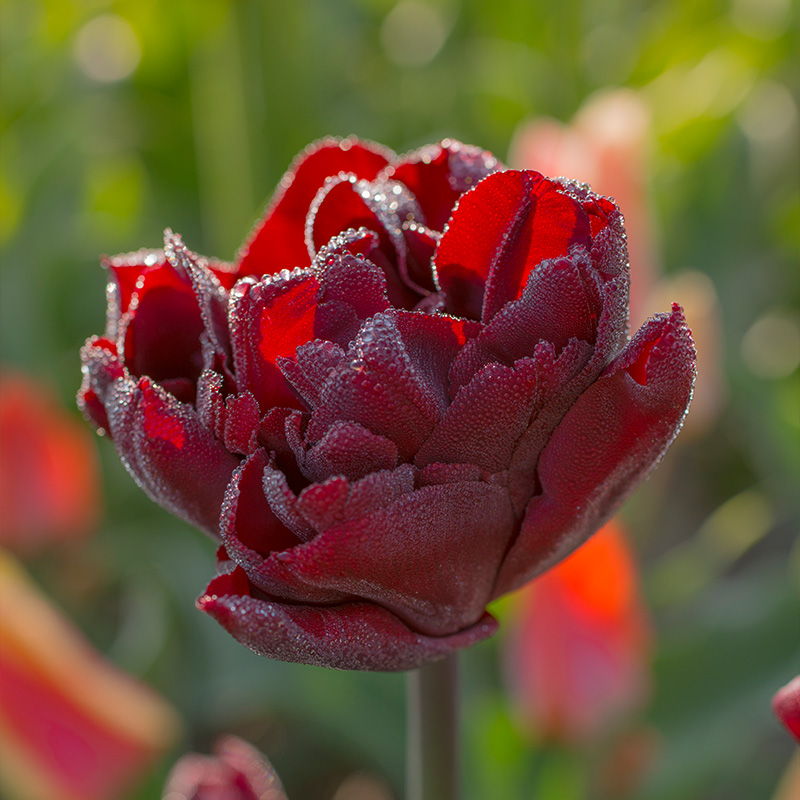 Tulipe Palmyra®