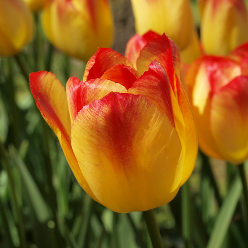 Tulipe Suncatcher®