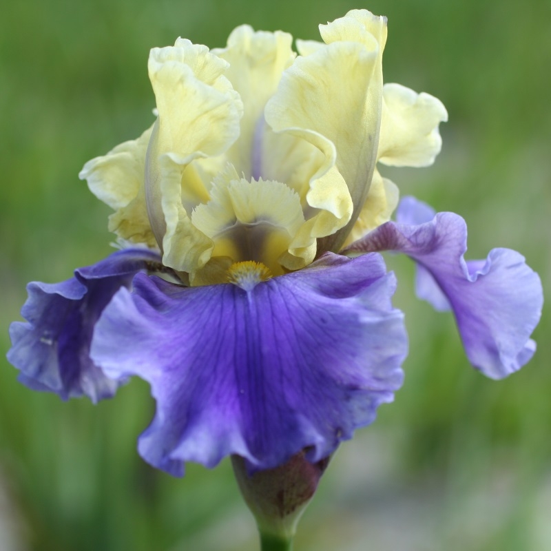 Iris germanica Edith Wolford
