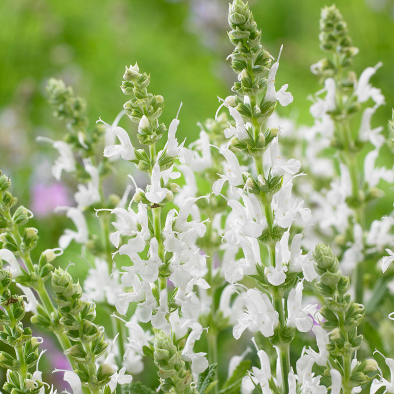 Suage des Bois (Salvia) nem. 'Schneehügel'
