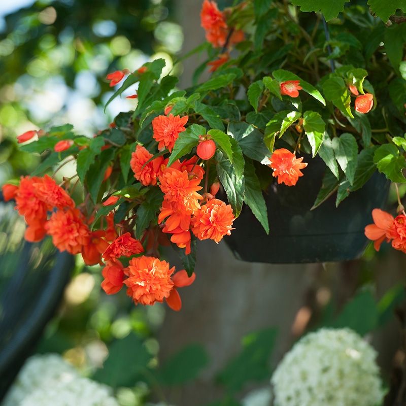 Bégonia pendula orange