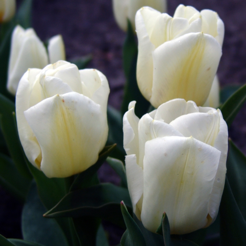 Tulipe Calgary