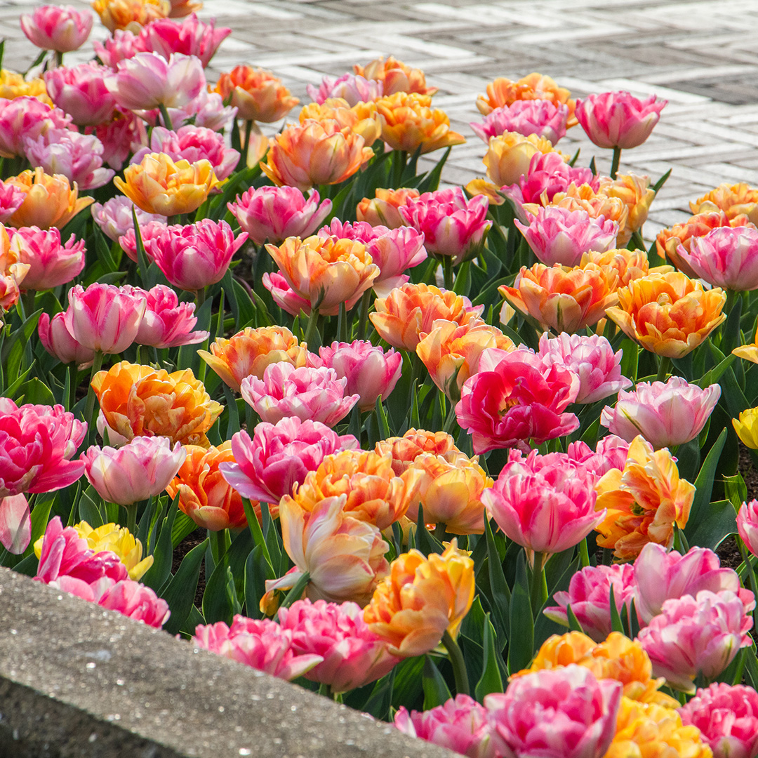 Tulip Foxtrot