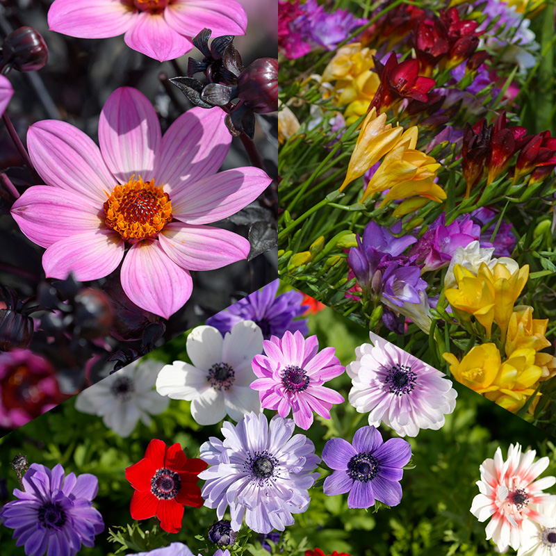 Collection de bulbes de fleurs Jardin des abeilles et des papillons