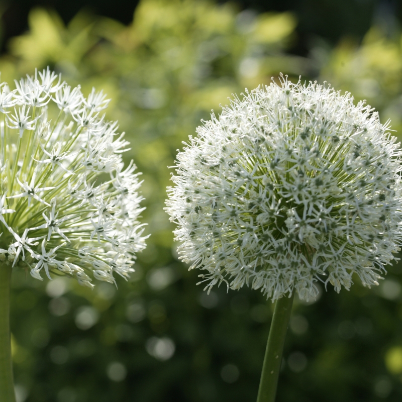 Allium Mount Everest