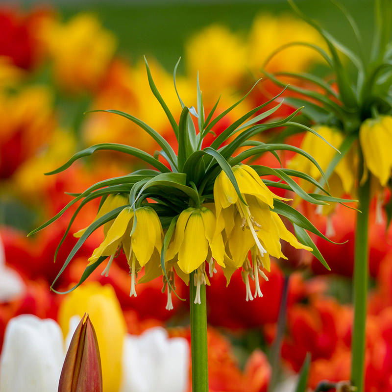 Fritillaire imperialis Lutea