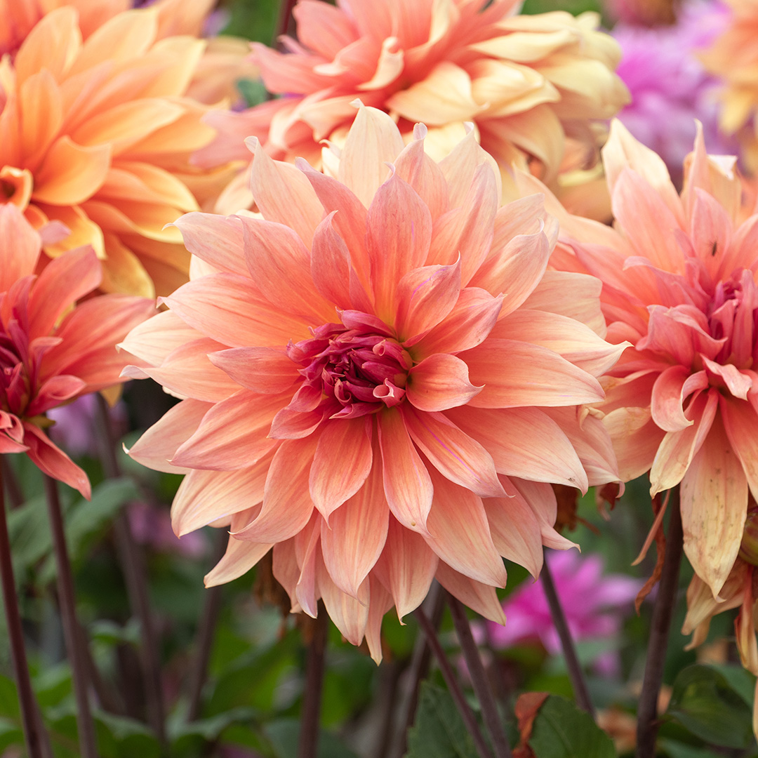 Dahlia Babylon Brons