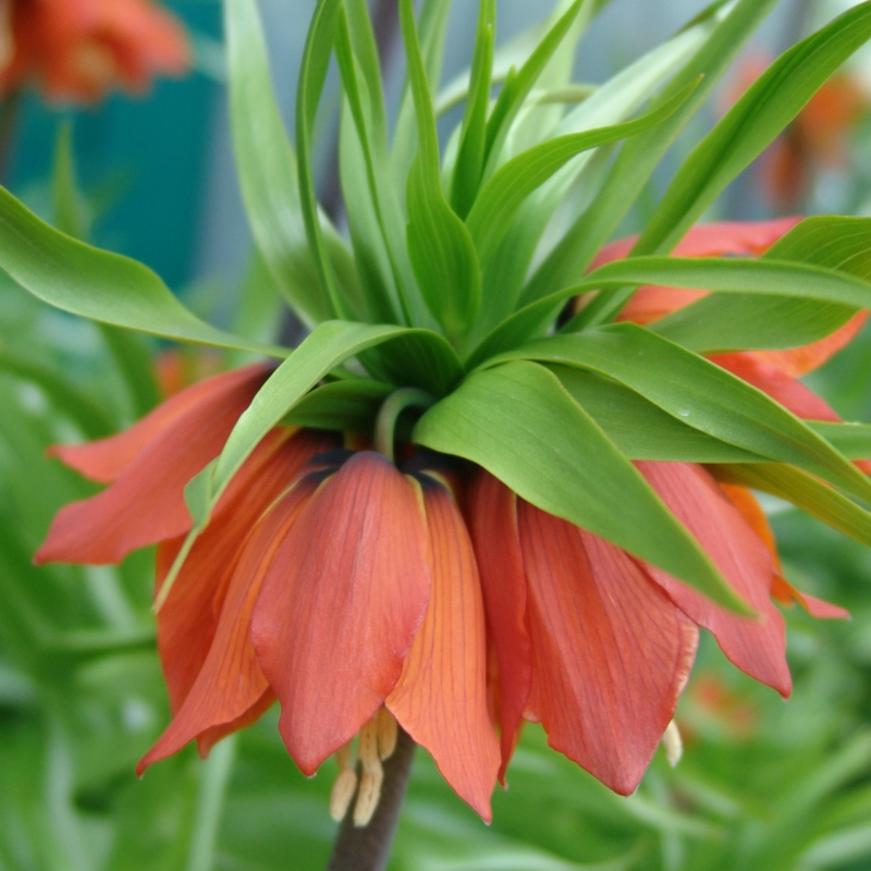 Fritillaire imperialis Rubra