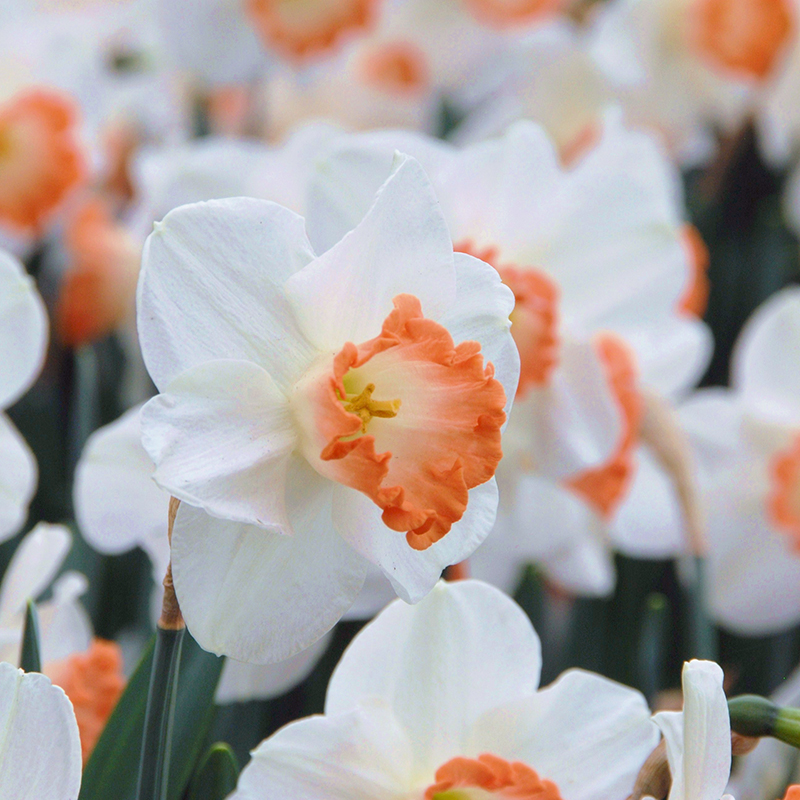 Jonquille Pink Charm