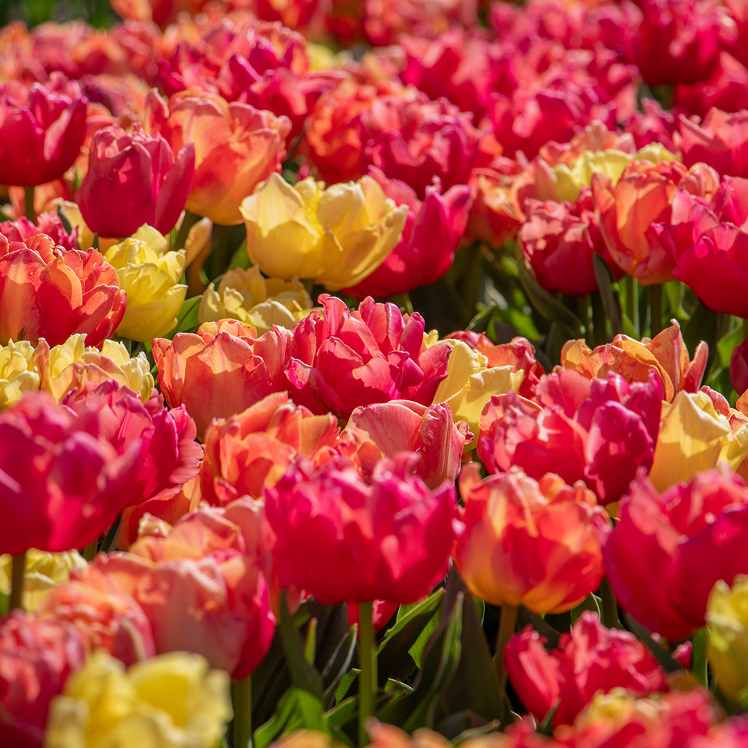 Tulpenmix "Symbiose"