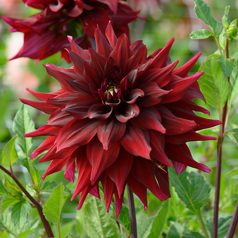 Dahlia Brigitta Alida