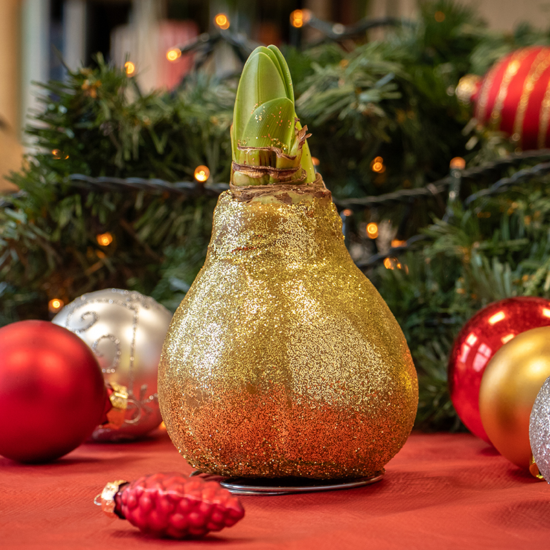 Wax Amaryllis Glitterz d'Or en tube