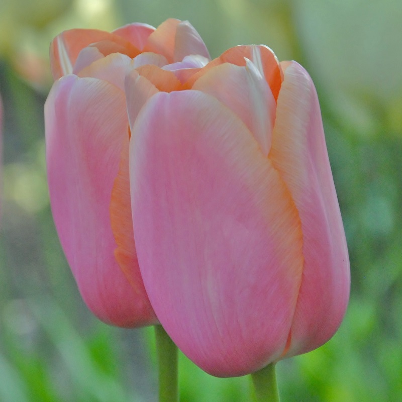 Tulipe Menton