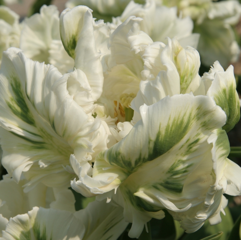 Tulipe Super Parrot