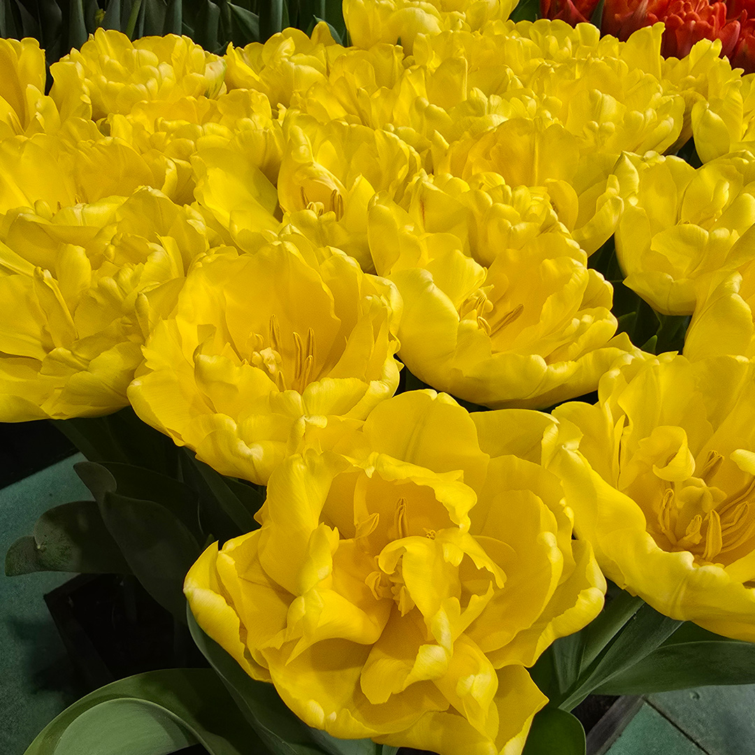 Tulpenmix "Symbiose"